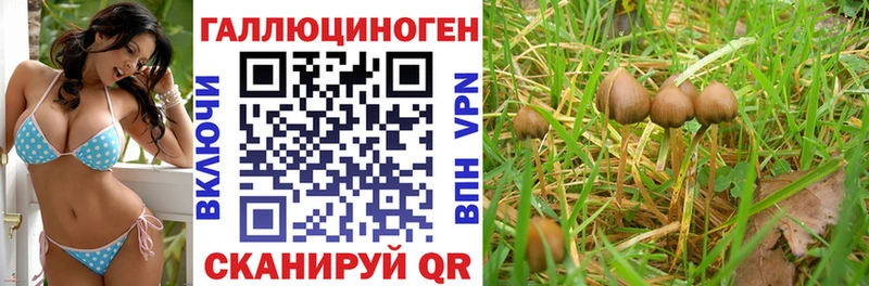 Галлюциногенные грибы Cubensis  как найти   Элиста 